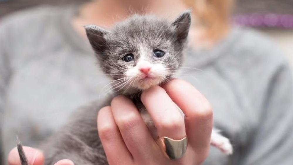 Il gattino pesava solo 160 grammi: il miracolo di Small Fry [FOTO]