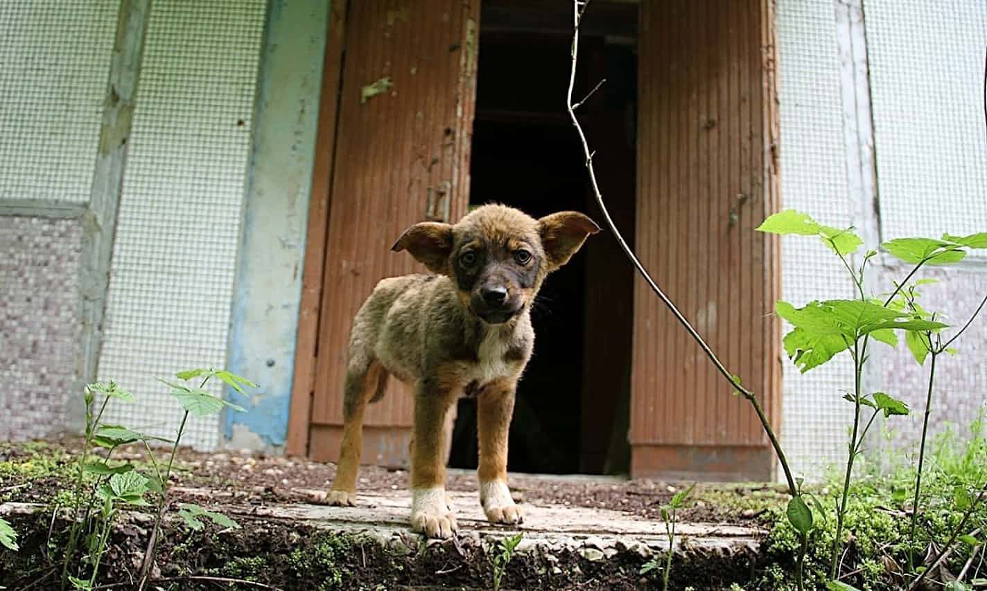 La carica dei 300 cani randagi di Chernobyl: ecco come vivono