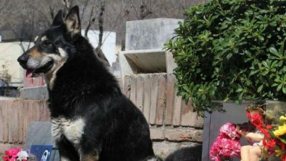 Addio a Capitán, il cane che ha vegliato la tomba del suo papà umano per 11 anni