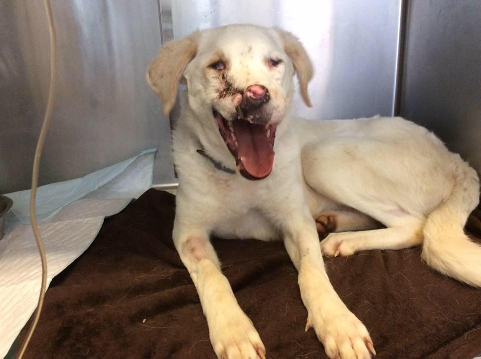 Rosa della Duemari è in piedi: il cane senza volto inizia a stare meglio [VIDEO]