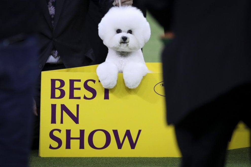 Incoronato il cane più bello del mondo [FOTO]