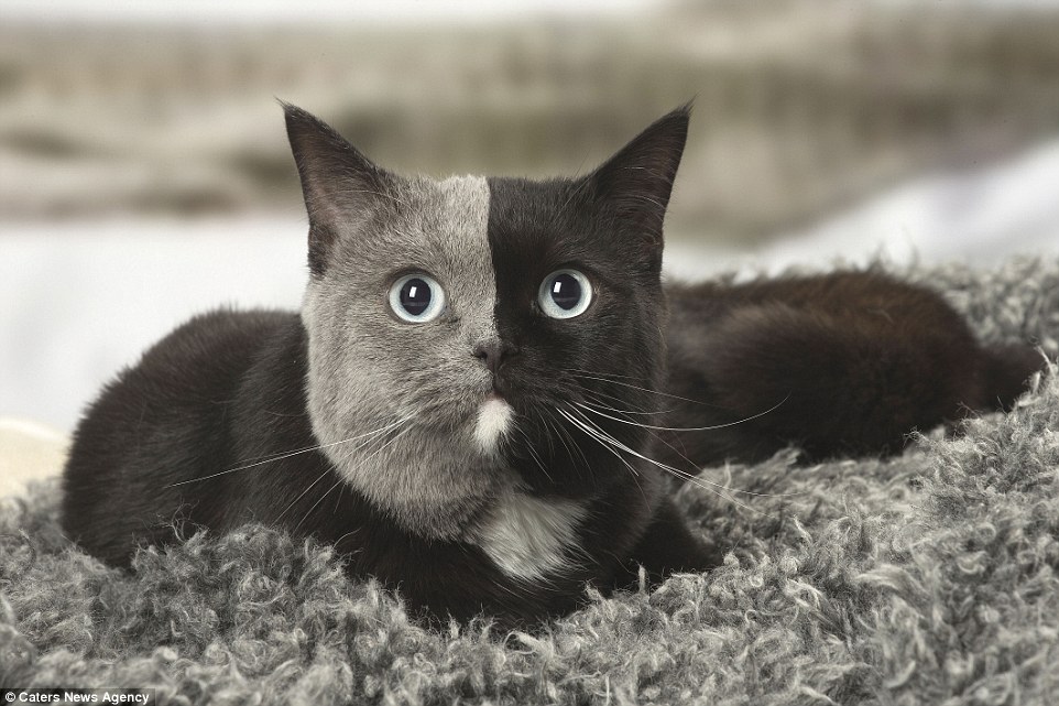 Gatto con la testa divisa a metà: lo scatto fa il giro del mondo [FOTO]