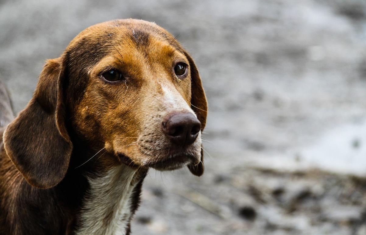 Cucina un cane nel centro di accoglienza in Calabria: "Credevo si potesse fare"