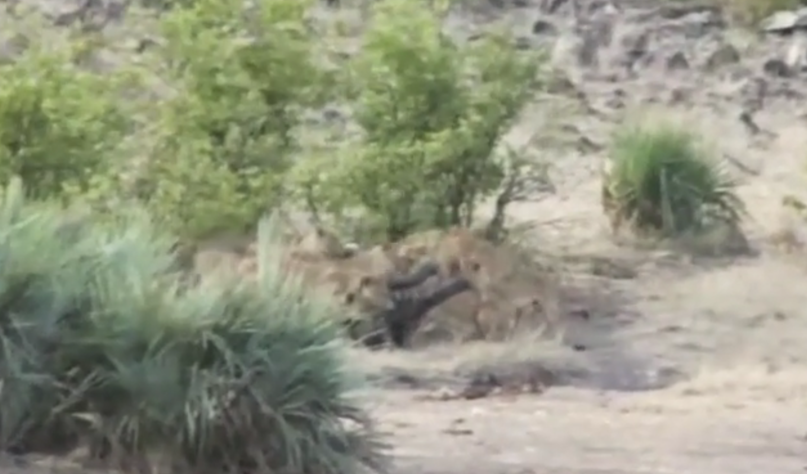 L'elefantino viene attaccato dai leoni: lo salvano i bufali [VIDEO]
