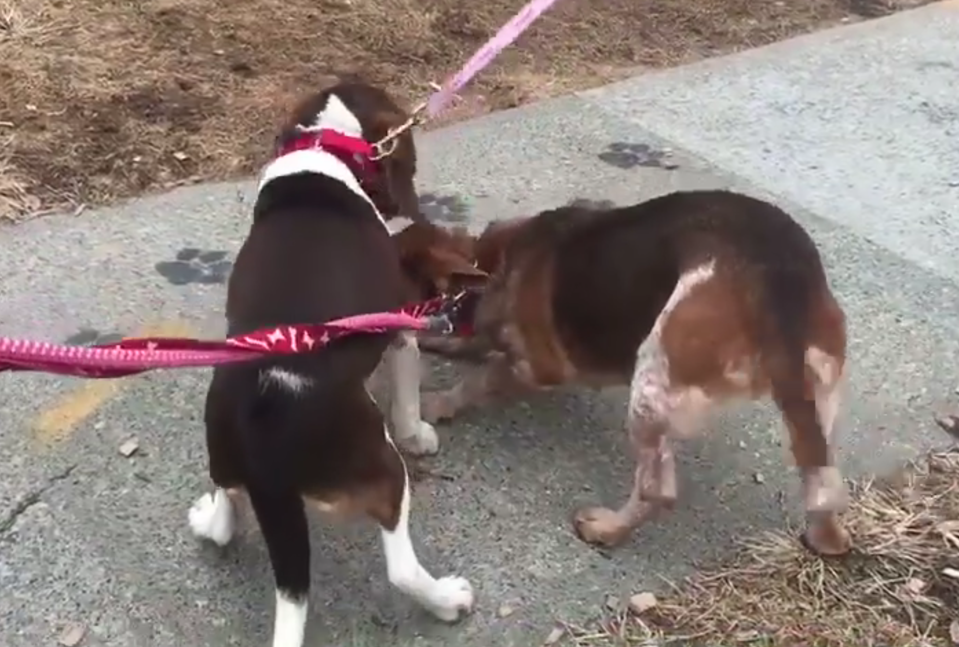 Mamma cane viene separata dalla figlia: il loro incontro è incredibile [FOTO+VIDEO]