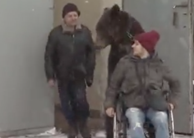 Un orso spinge la carrozzella all'addestratore malato: l'animale lo aiuta a guarire [VIDEO]