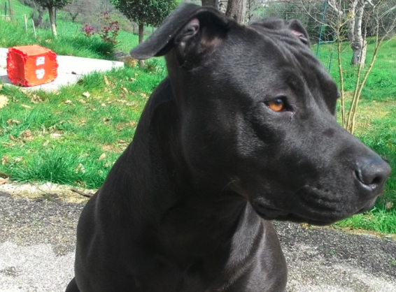 Trascina il cane con lo scooter: voleva avere tanti like sui social [VIDEO]
