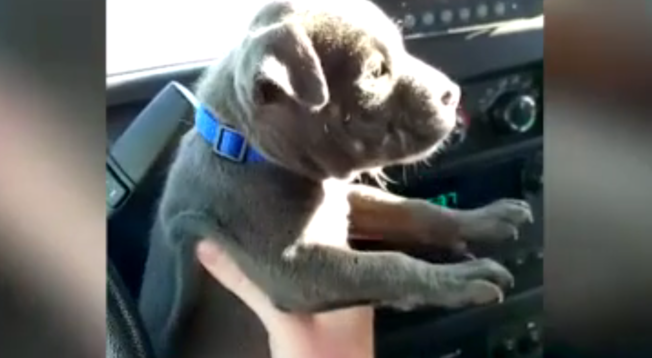 Cucciolo abbandonato trema dal freddo: la polizia fa qualcosa di incredibile [VIDEO]