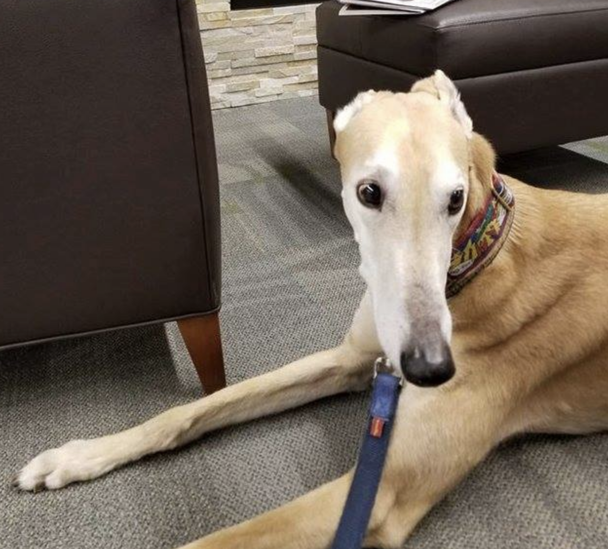 Un cane da lettura abbandonato in biblioteca, quello che accade dopo dà speranza