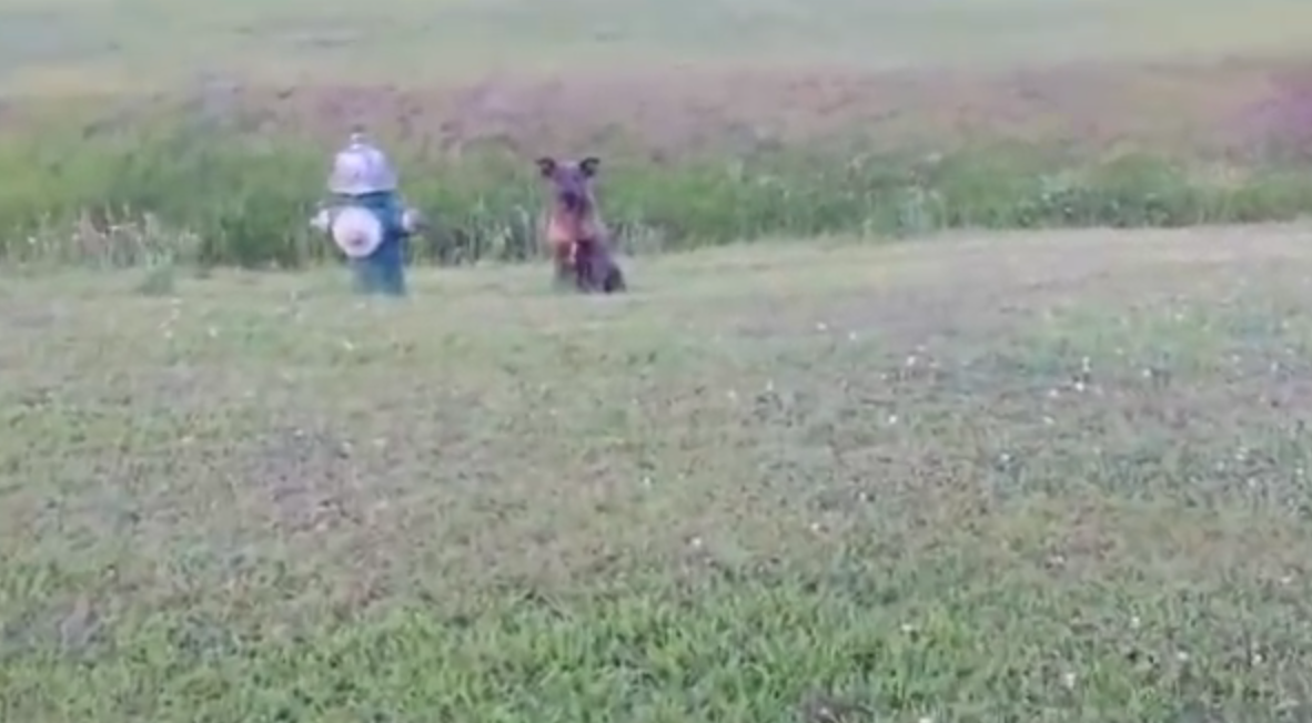 Il cane randagio non smette di abbaiare: il motivo è il più dolce di sempre [VIDEO]