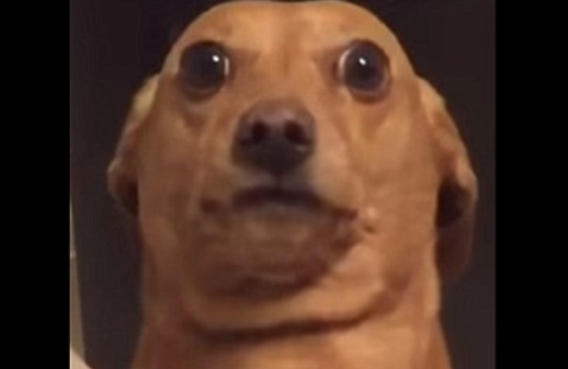 Il cane si mette su due zampe e fissa il proprietario: il motivo è sorprendente [VIDEO]