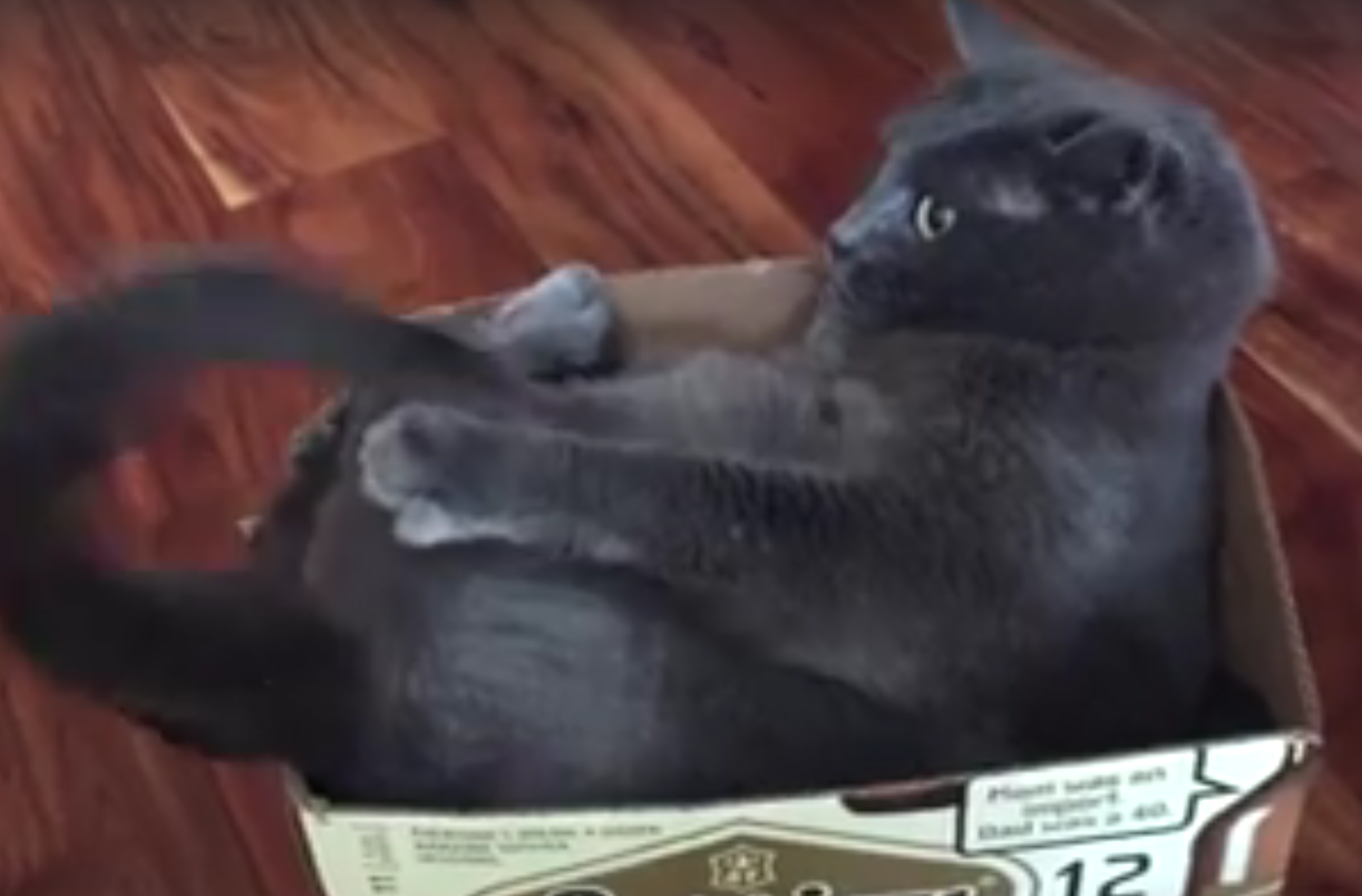 Gatti che si mangiano la coda... nelle posizioni più assurde di sempre [VIDEO]