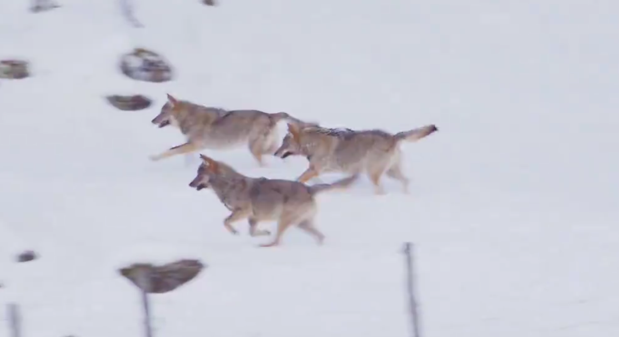 Tre lupi affamati attaccano un cane: ecco come è andata a finire [VIDEO]