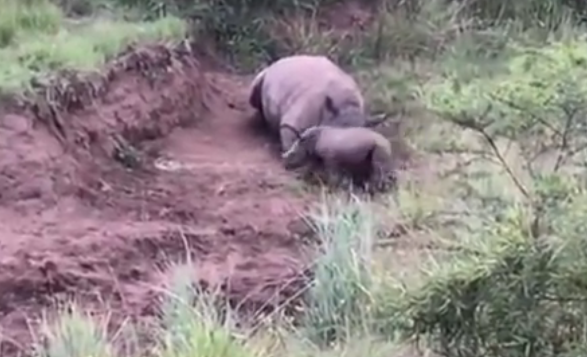 Baby rinoceronte cerca di svegliare la madre uccisa dai bracconieri [VIDEO]