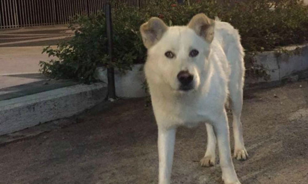 Cane Angelo: le scuse di due killer del cane impiccato [VIDEO]