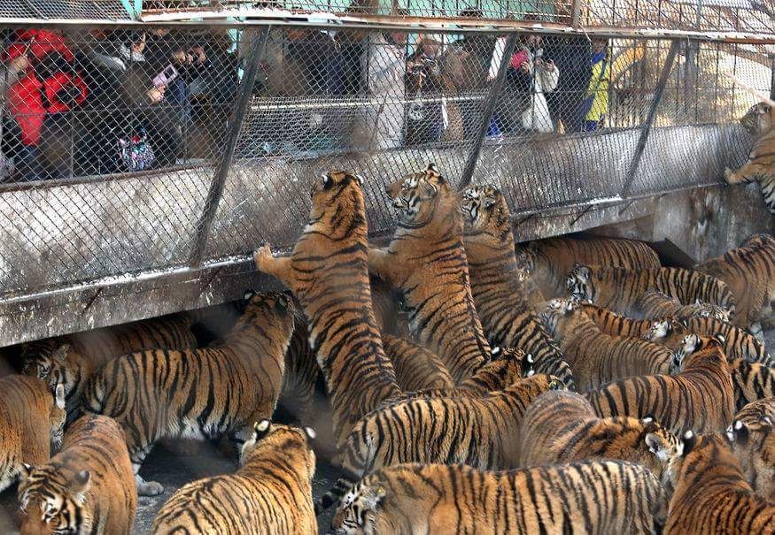 Lo zoo degli orrori: si gettano animali vivi in pasto alle tigri