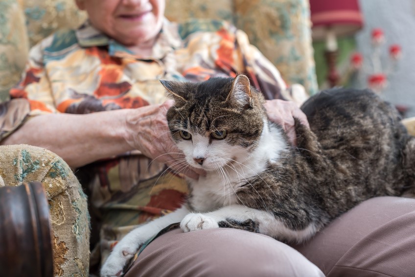 Animali e malati di Alzheimer: i risultati sono sorprendenti
