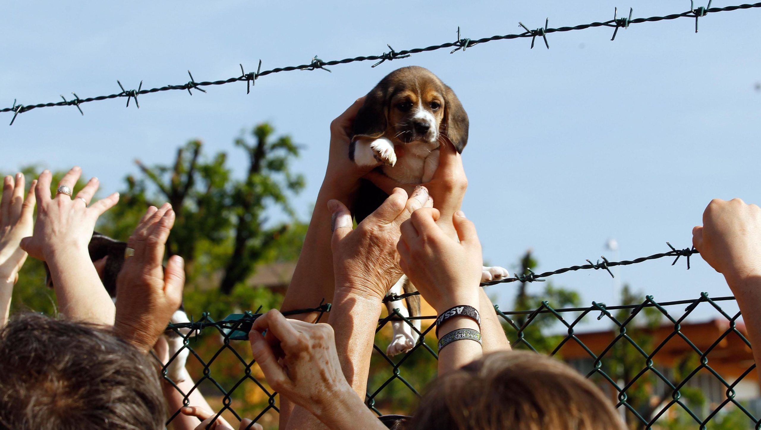 Green Hill, assolti i due veterinari. Le proteste di Legambiente e Lav