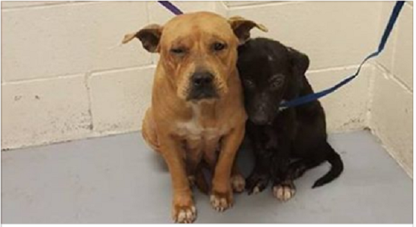 Due Pit Bull abbandonati: un abbraccio gli salva la vita [FOTO]