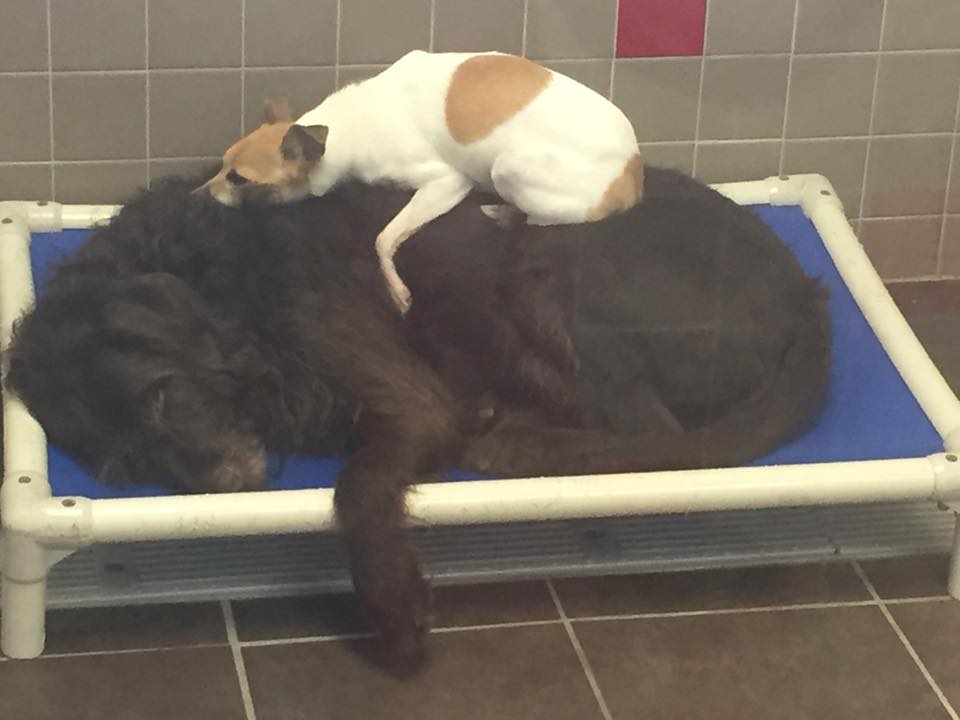 Due cani abbandonati trovano un modo incredibile per superare la solitudine