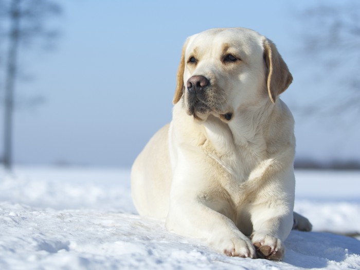 Cane folgorato mentre era a passeggio: troppi casi che mettono paura