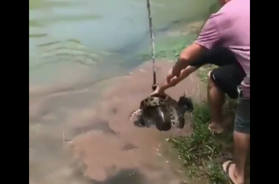 Un serpente cattura un cane e lo trascina nel fiume: accade l'incredibile [VIDEO]