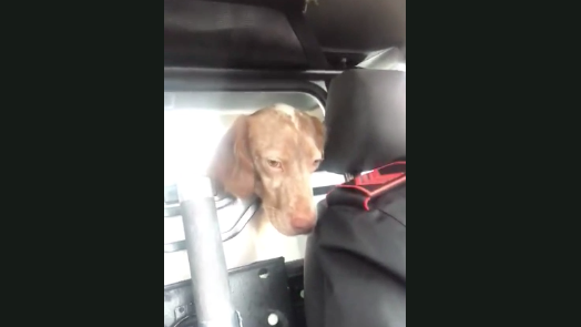Sanremo, nei guai i carabinieri che hanno “arrestato” il cane