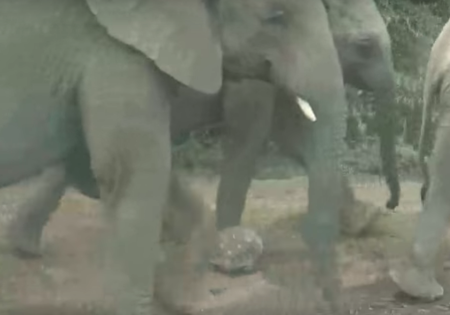La tartaruga più fortunata del mondo: spaventa gli elefanti e... [VIDEO]
