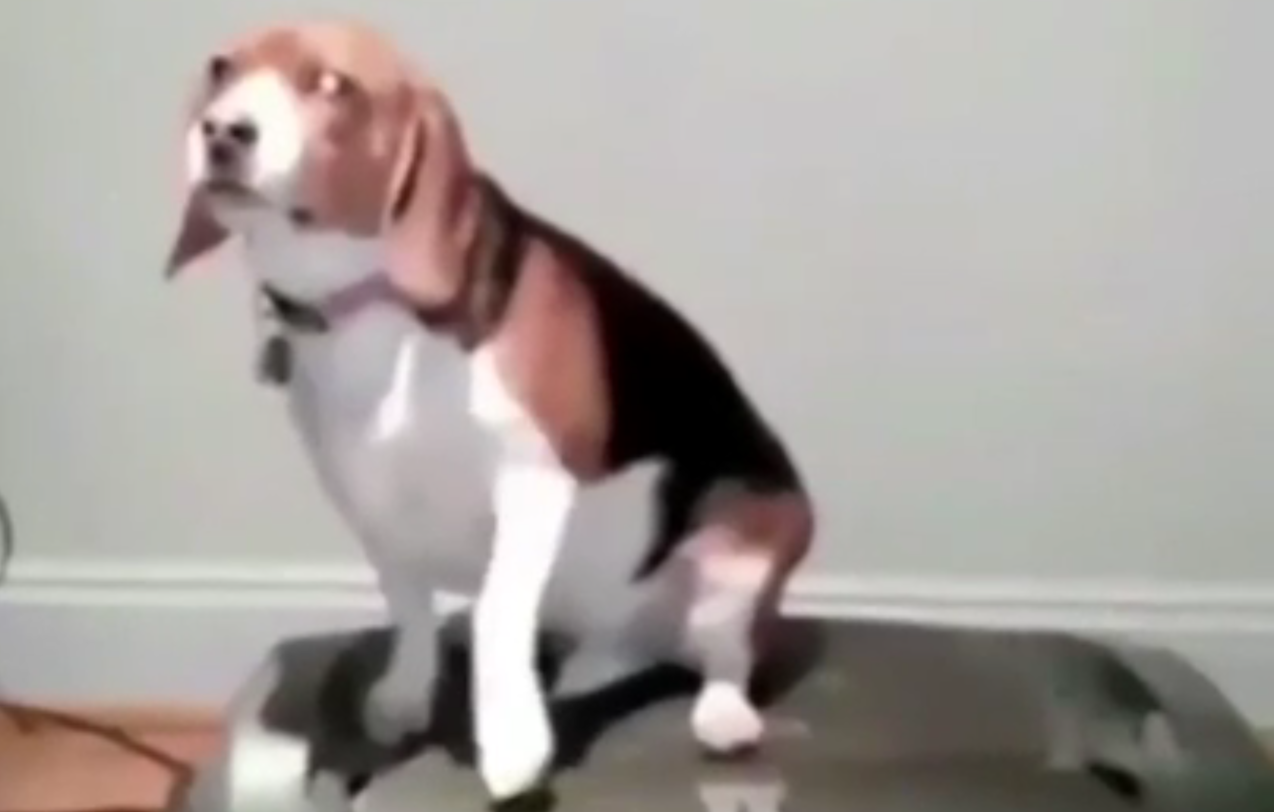 Il cane grasso deve fare il tapis roulant: la sua "interpretazione" è incredibile [VIDEO]