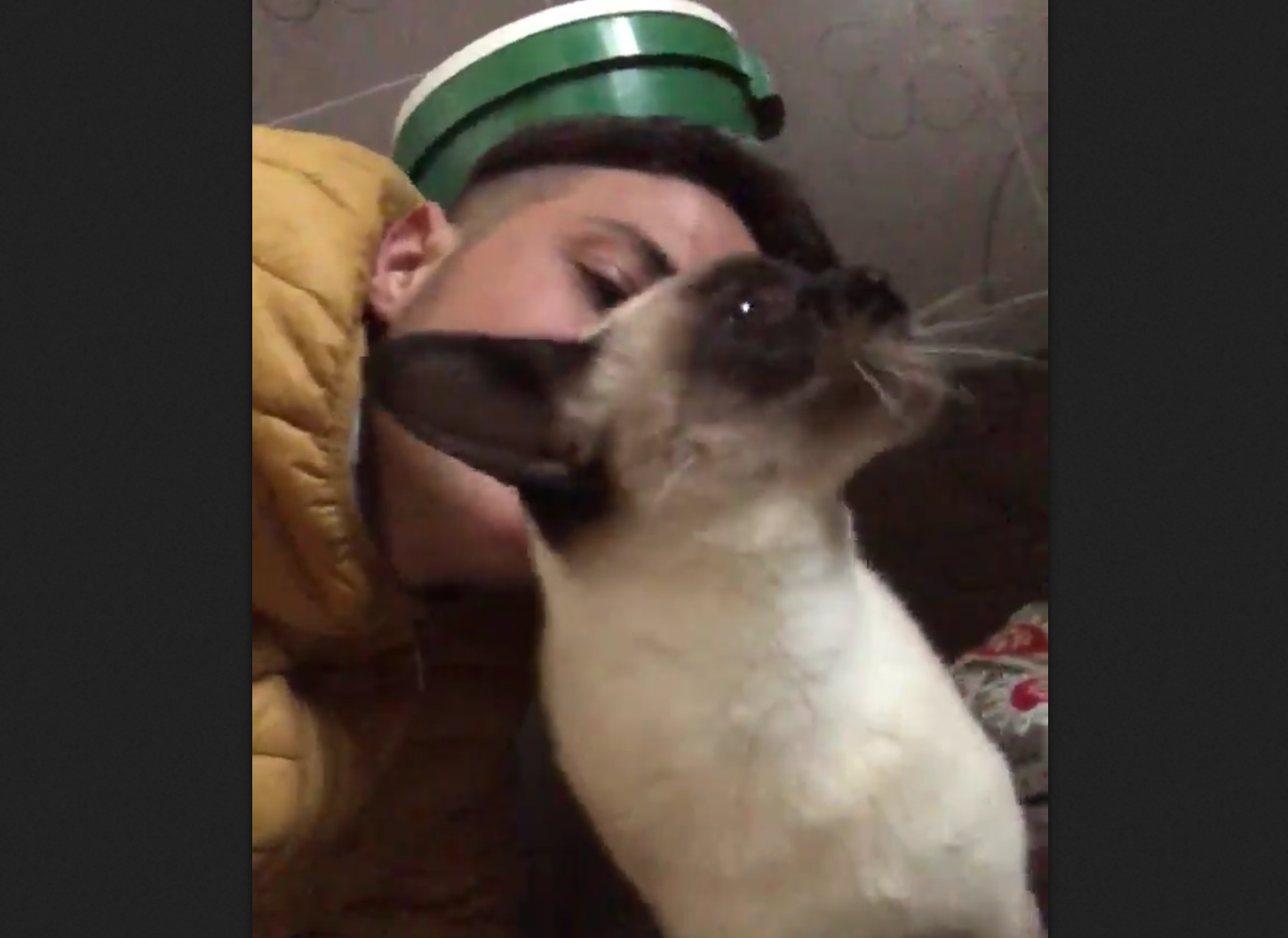 La gatta maltrattata salvata dal balcone sta meglio. Ecco chi l'accudisce [VIDEO]