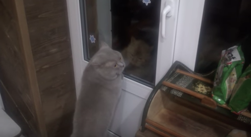 Il gatto Giacobbe parla: "Aprimi la porta" [VIDEO]