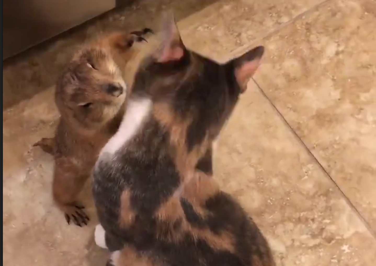Tom & Jerry esistono davvero e... si fanno le coccole [VIDEO]