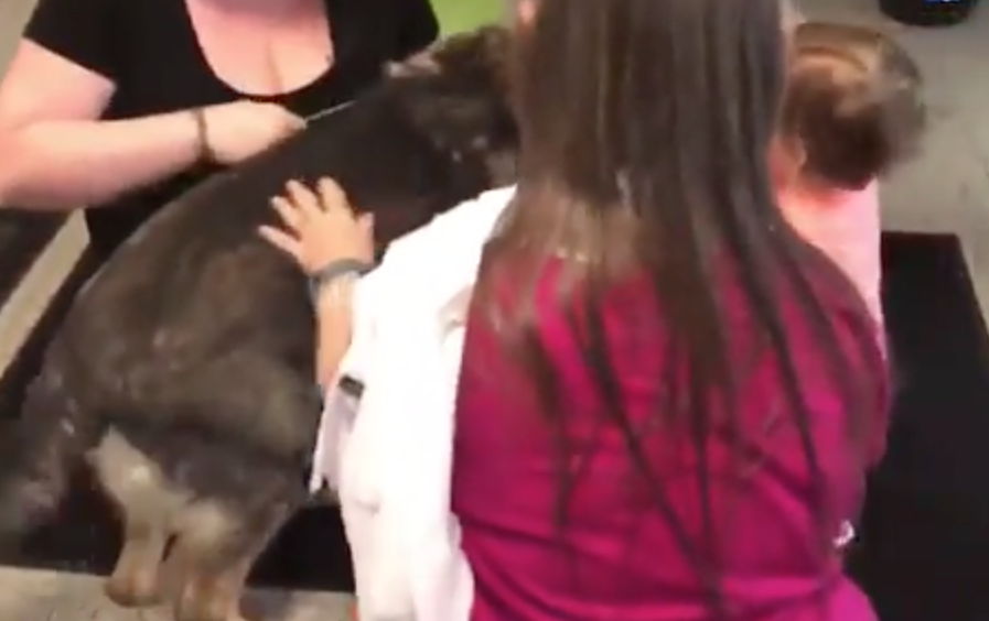 Cane in aereo "spedito" in Giappone per sbaglio: quando rivede la famiglia... [VIDEO]