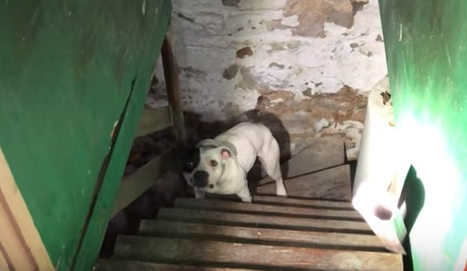 Comprano casa nuova: quello che trovano in cantina è incredibile [VIDEO]