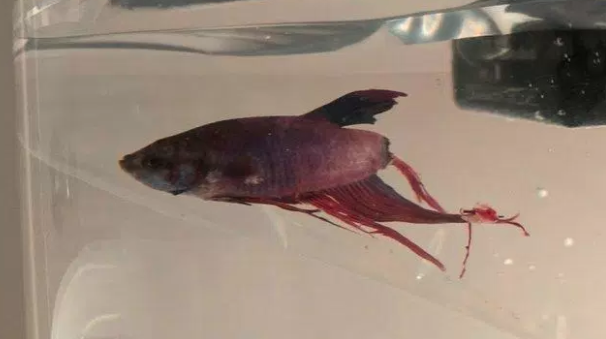 Compra un pesce "morente" e senza coda: la trasformazione è incredibile [FOTO]