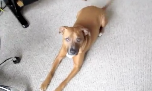 Il cane più felice del mondo esiste: dopo 2 anni rivede il proprietario e... [VIDEO]