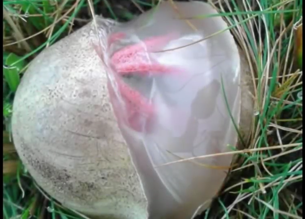 Turisti trovano un uovo "alieno" che sta per schiudersi: il filmato è scioccante [VIDEO]