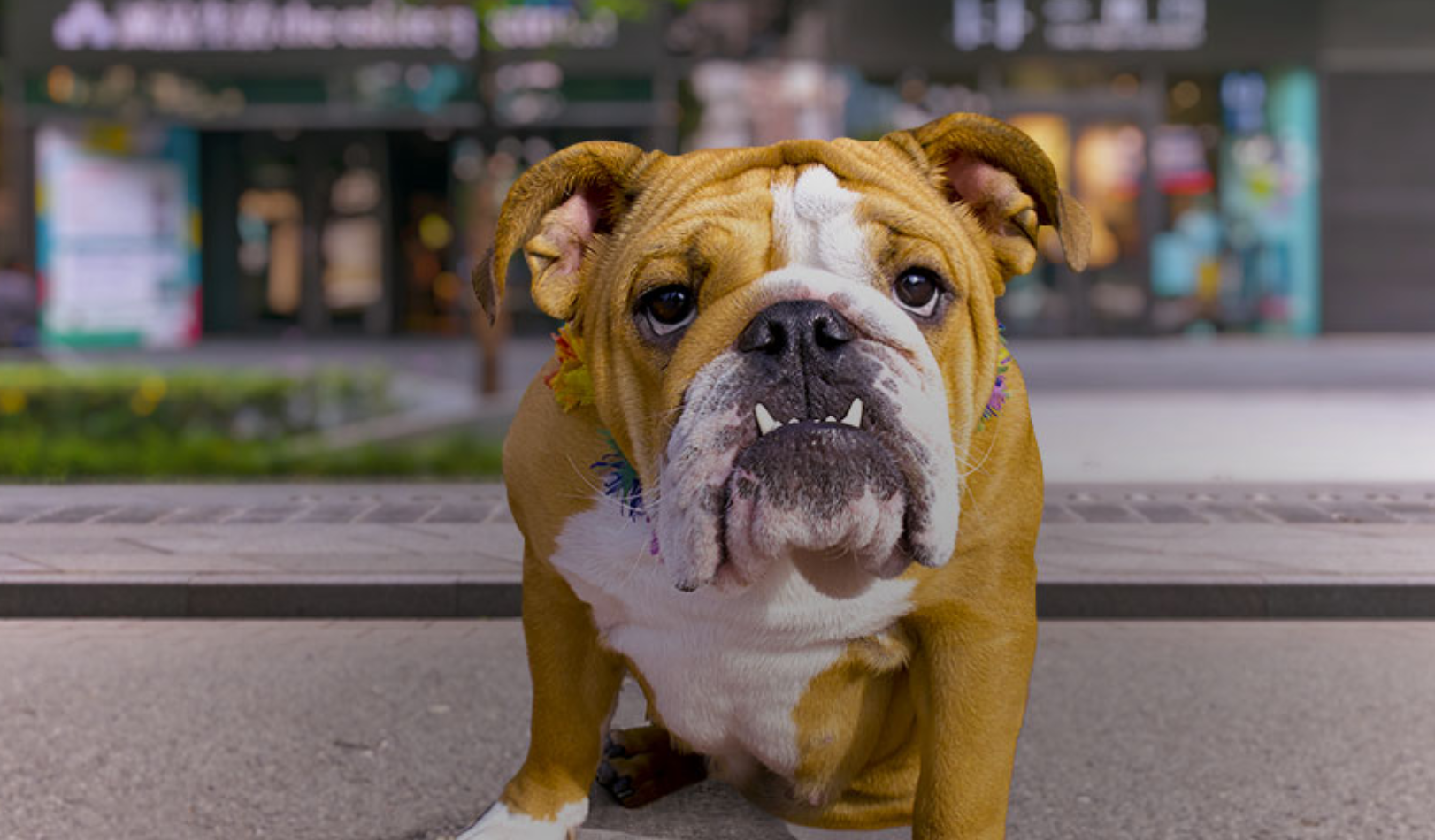 Cani e Vodafone insieme per spot: ecco come diventare testimonial