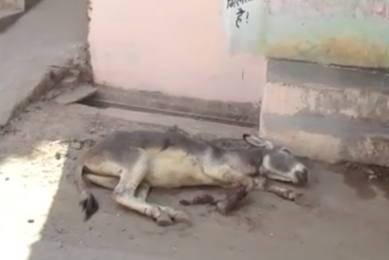 Asino a terra si sta lasciando morire: un uomo si avvicina e... [VIDEO]