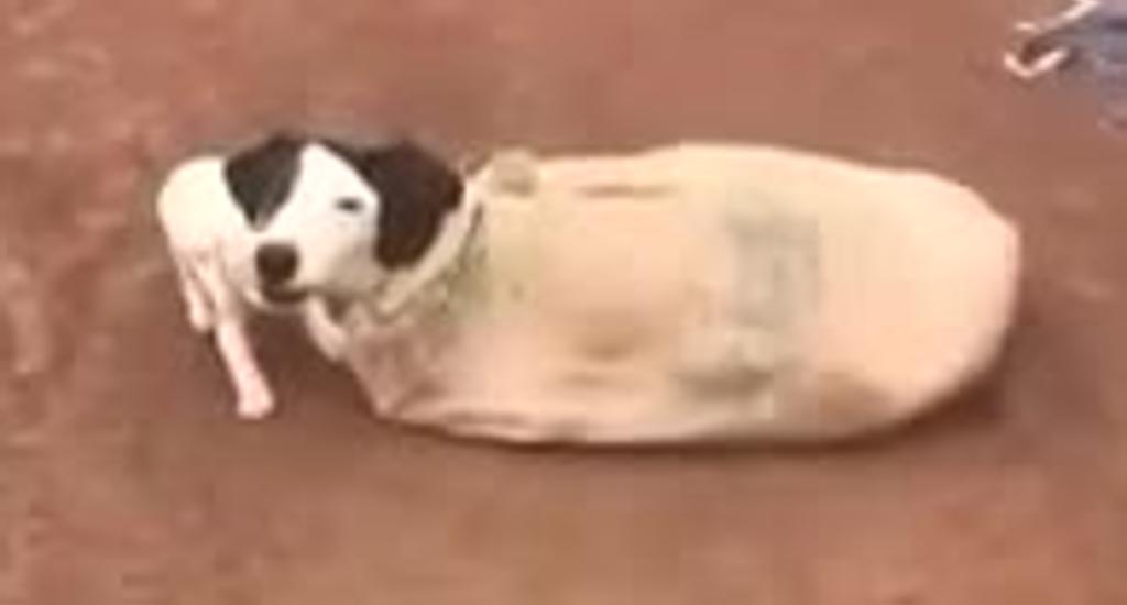 Mamma cane e i suoi cuccioli chiusi in un sacco e abbandonati