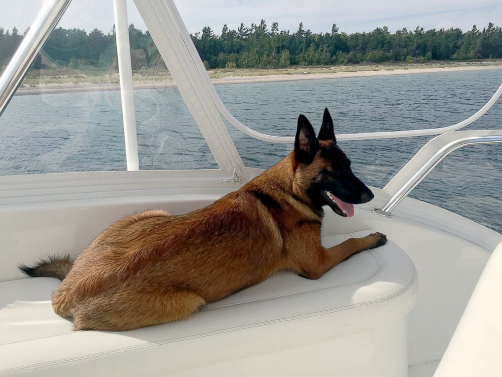 Il cane cade in mare nuota per 10 chilometri: poi la sorpresa [FOTO]