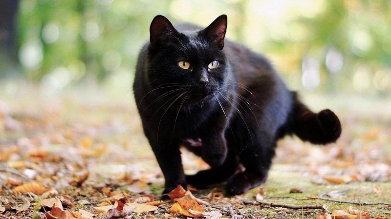 Il gatto è smarrito da 5 anni: lo ritrovano nella casa dei vicini
