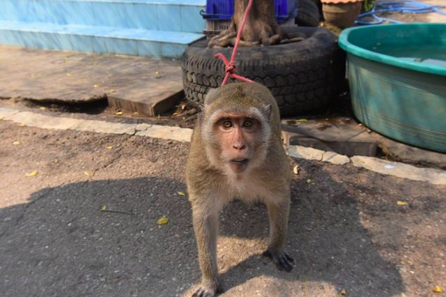 Un macaco ha vissuto tre anni legato a un albero. Colpa dei turisti [FOTO]