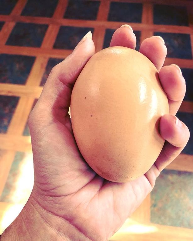 Contadino trova un uovo gigante sotto la sua gallina: il contenuto è inquietante