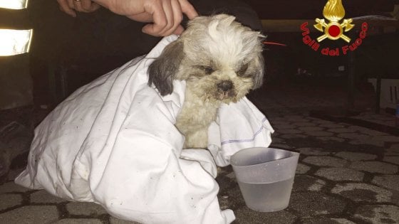Dopo 7 giorni, trovato vivo il cane rimasto sotto le macerie nel milanese: Rocky sta bene