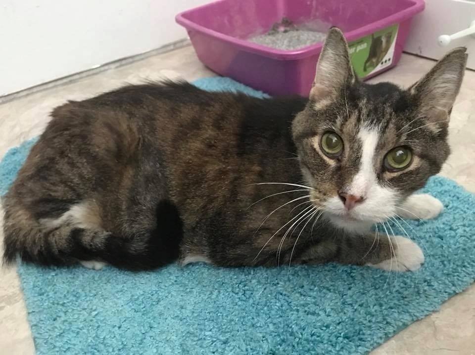 Trova casa a 26 anni: il gatto Thomas vi commuoverà [FOTO]