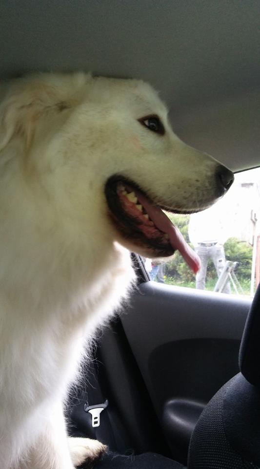 Il cane Miro abbraccia i suoi proprietari: "Si torna a casa" [VIDEO]