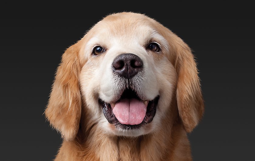 Cani autistici per colpa del vaccino: verità o fake news?