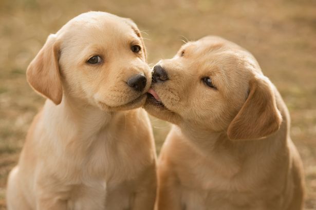 "Show Dogs": l’anteprima del film per aiutare l’Oipa