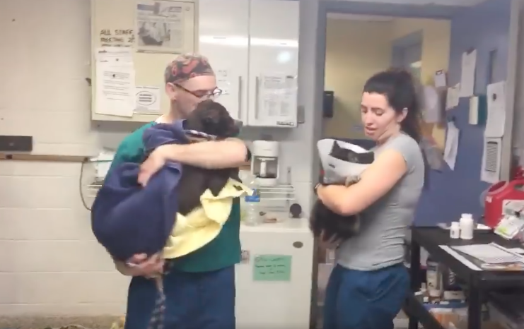 Confortano cani e gatti dopo gli interventi: l'idea dei veterinari è virale [VIDEO]
